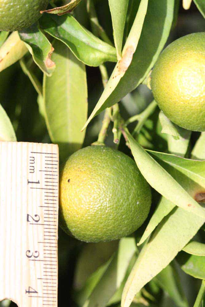            Immature fruit (Riverside, CA)   